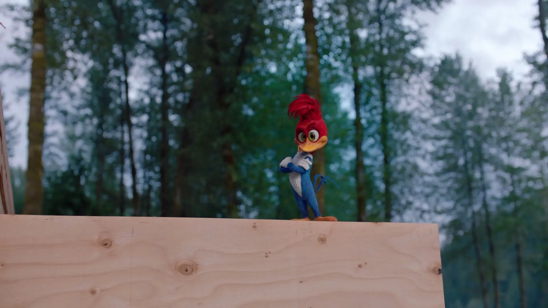 دارکوب زبله-Woody Woodpecker